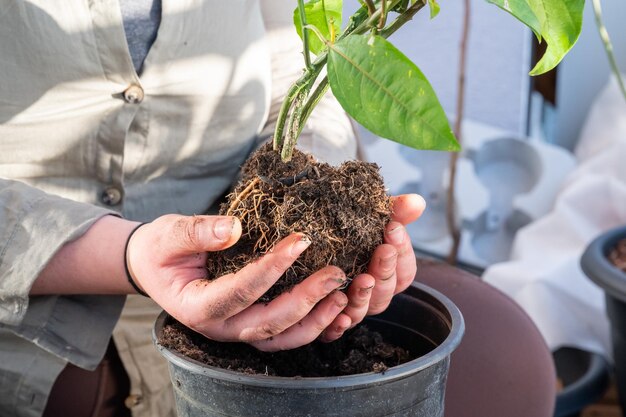 写真 苗木を植える男のミッドセクション