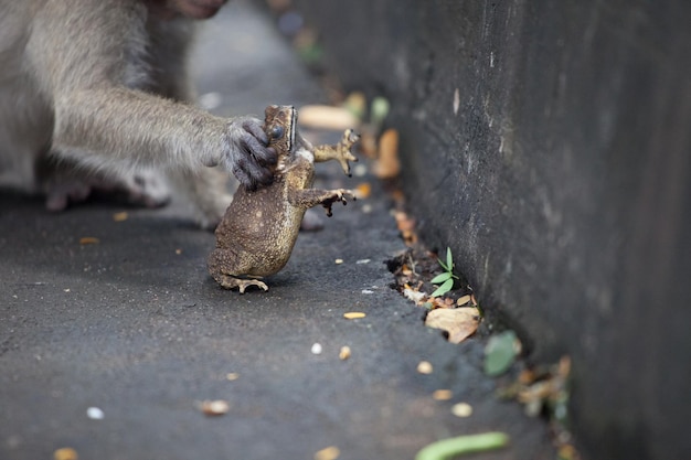 写真 カエルを抱いた猿の中間部分