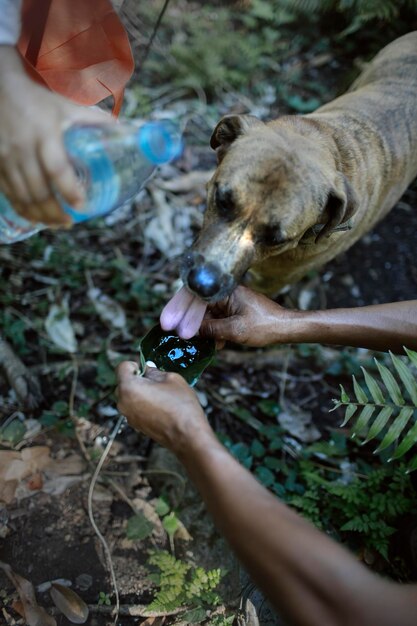 写真 犬に手から水を渡す人の真ん中