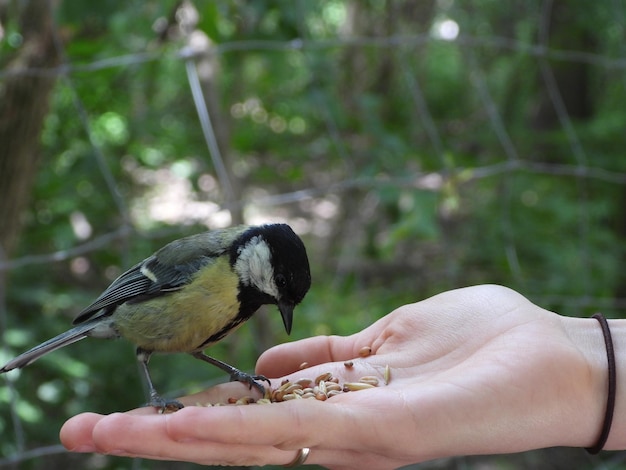 写真 鳥を抱いている人の中間部分