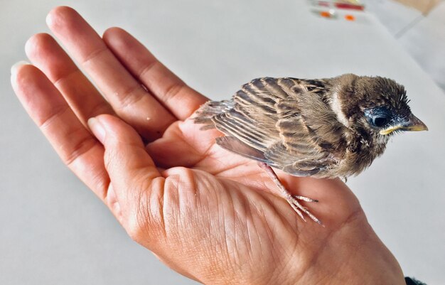 写真 鳥を抱いている人の中間部分