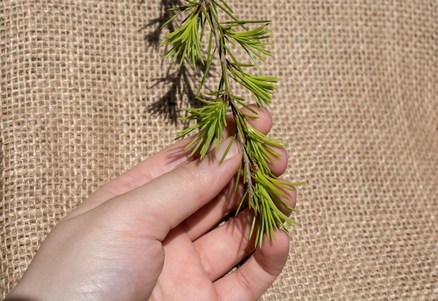 写真 植物を保有する人の中間部分