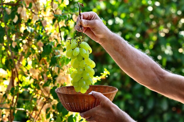 写真 植物を保有する人の中間部分