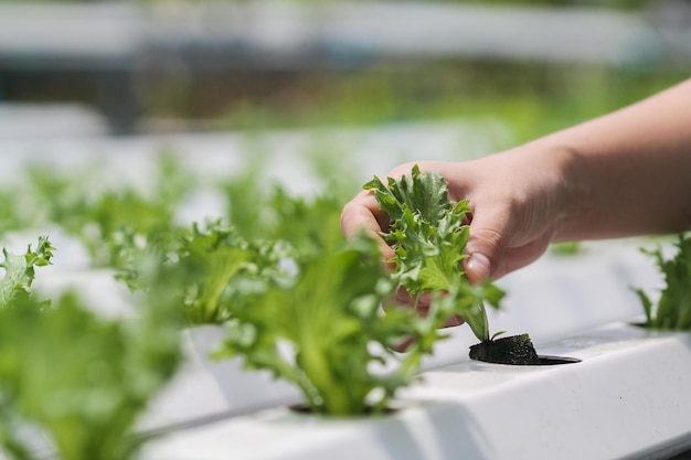 写真 植物を保有する人の中間部分