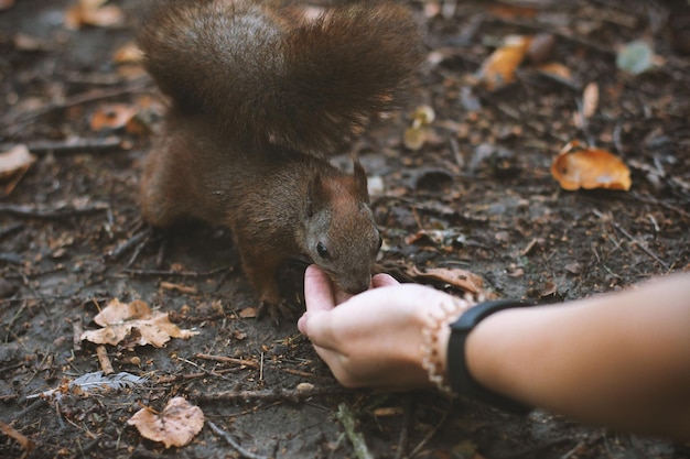 写真 フィールドで棒を握っている人の中間部分