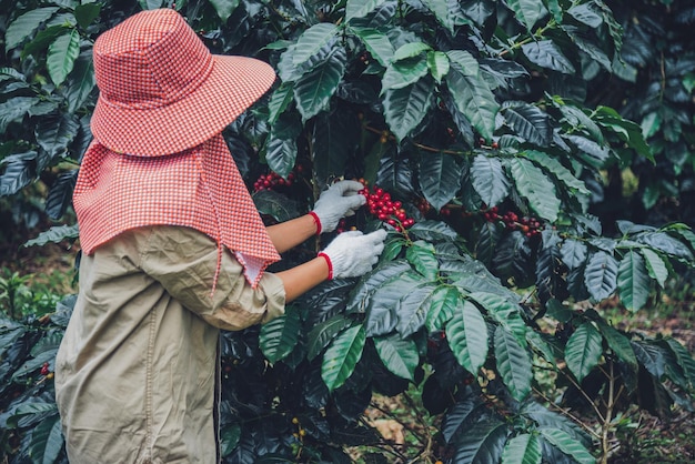 写真 植物に傘を掛けている女性の真ん中部分