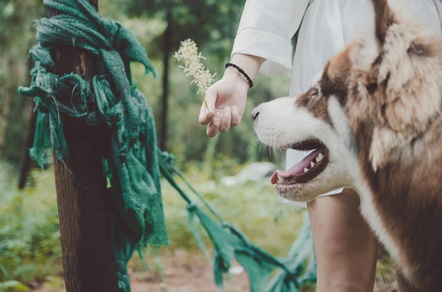 写真 木製のポストで犬を飼っている女性の中間部分