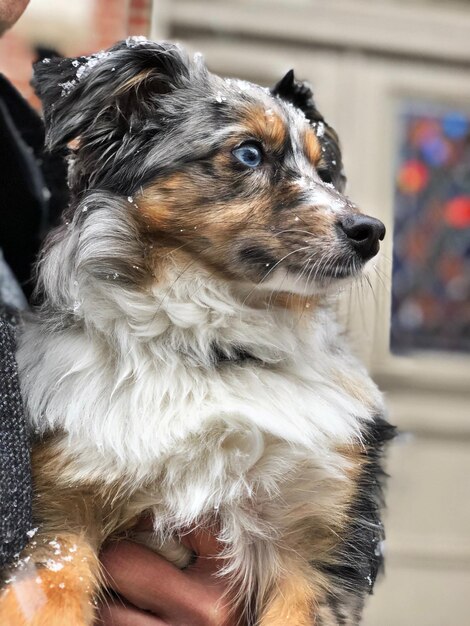 Photo midsection of person carrying dog