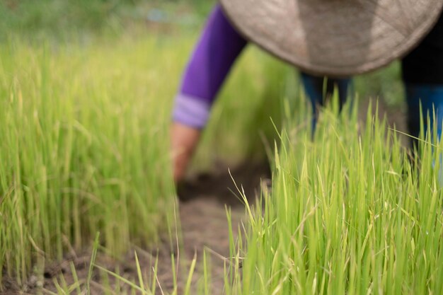 Midsection of person in field