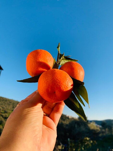 Midsection of person holding apple against orange sky