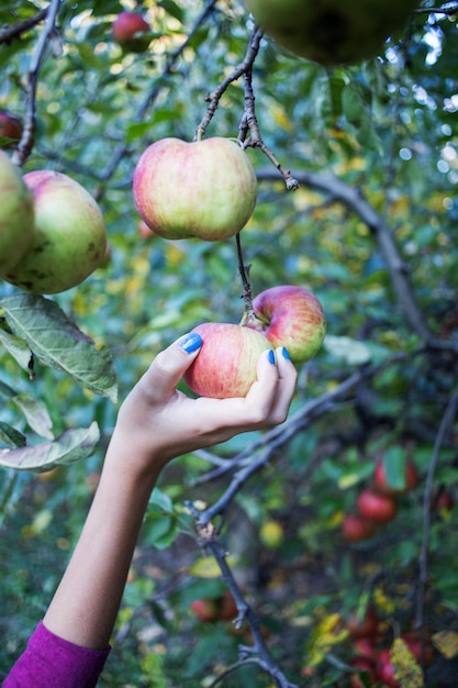 Photo midsection of person holding apple growing on tree