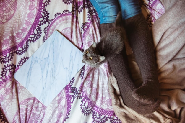 Foto sezione centrale di una persona che tiene un gatto a casa