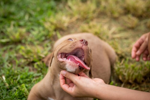 Photo midsection of person holding dog on field