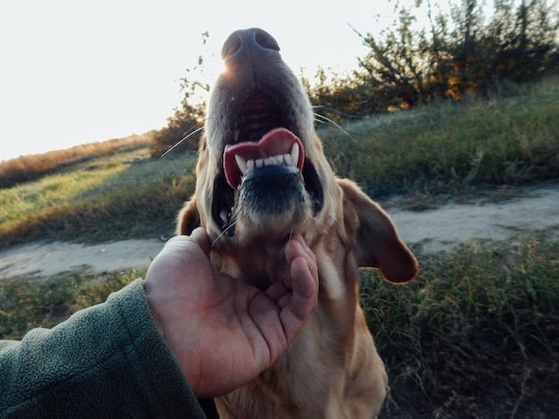 Foto sezione centrale della persona che tiene il cane