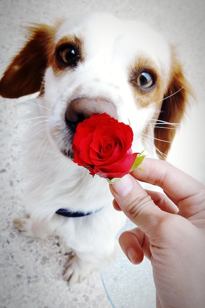 Foto sezione centrale della persona che tiene il cane