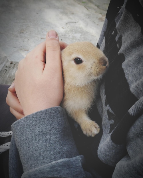 Photo midsection of person holding dog