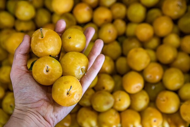 Midsection of person holding fruits