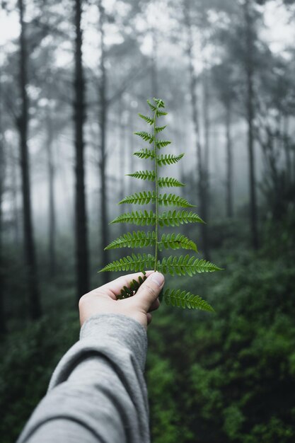 Midsection of person holding leaf in forest