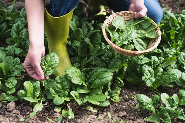 Photo midsection of person holding leaf