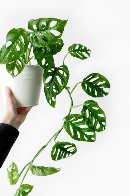 Midsection of person holding leaves against white background