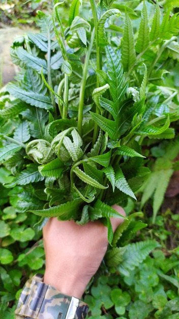 Photo midsection of person holding leaves