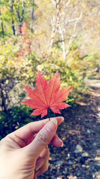 Foto sezione centrale di una persona che tiene le foglie di acero durante l'autunno