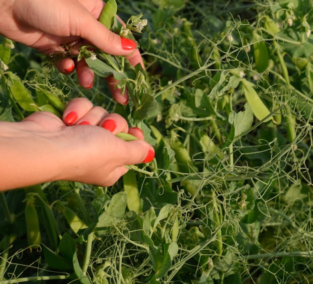 midsection of person holding red plant