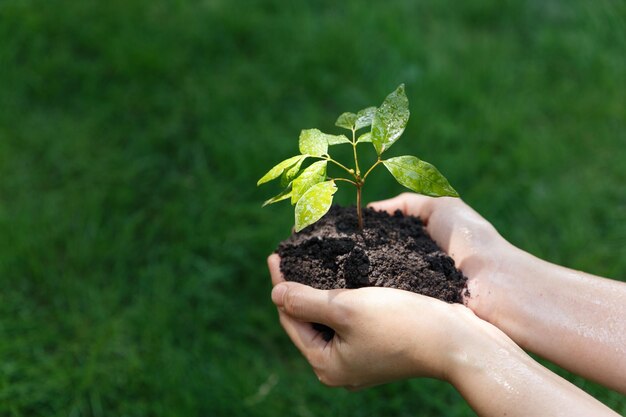 Midsection of person holding small plant