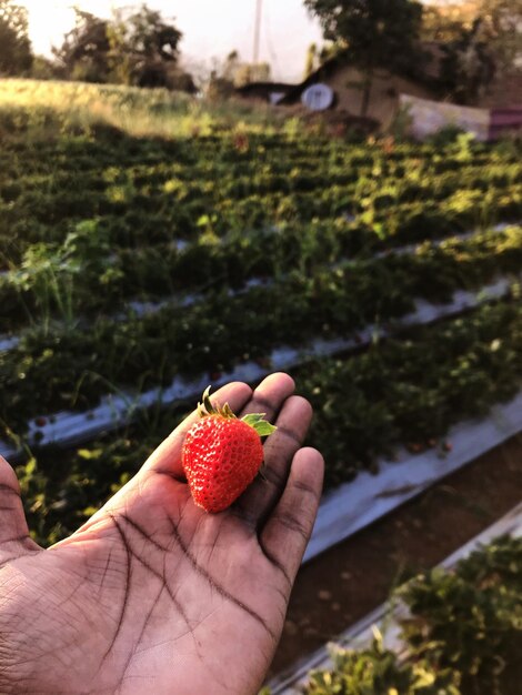 Foto sezione centrale della persona che tiene la fragola