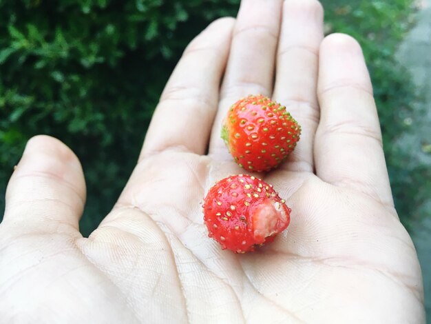 Midsection of person holding strawberry