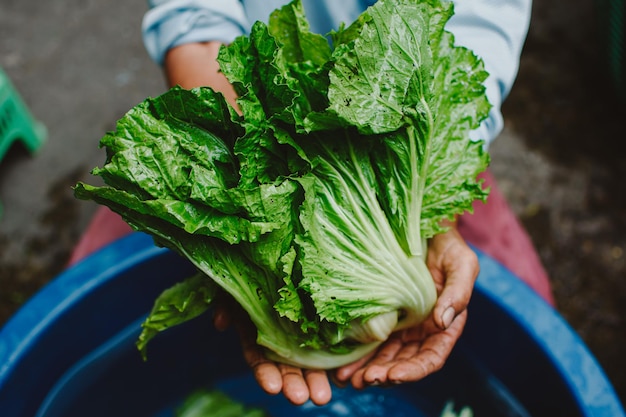 野菜を握っている人の中間部分