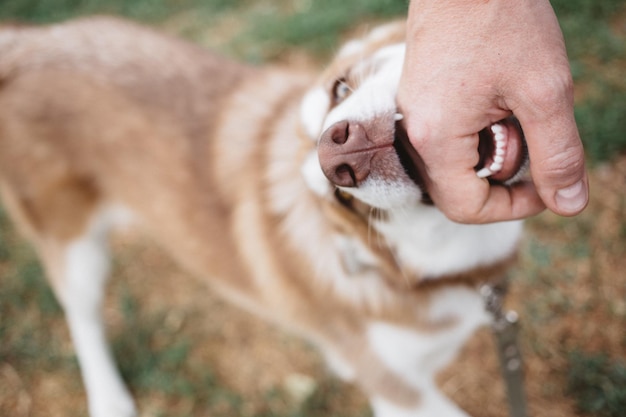 Midsection of person with dog on field