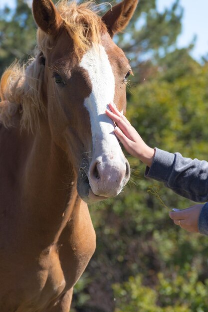 Photo midsection of person with horse outdoors