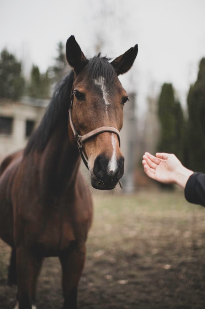 Photo midsection of person with horse