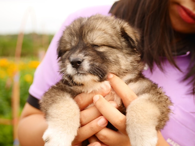 Midsection of puppy holding a dog