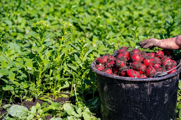 Midsection of red berries on plant