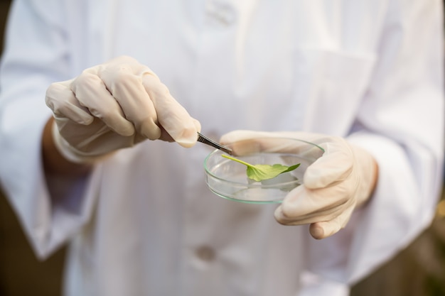 Midsection of scientist holding leaf with tweezers