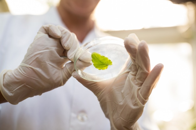 Midsection of scientist holding leaf with tweezers