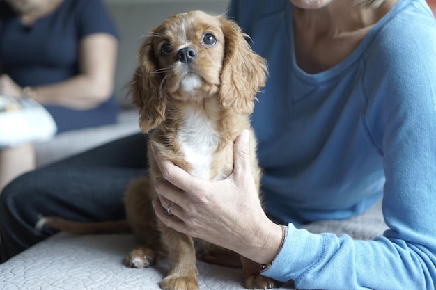ソファに子犬を抱いた上級女性のミッドセクション