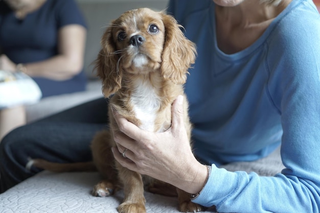 Photo midsection of senior woman holding puppy on sofa