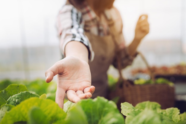 Photo midsection of woman hand by cabbage leaf