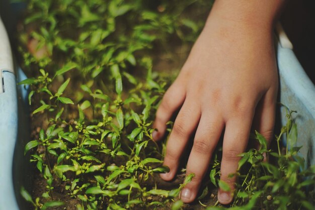 Photo midsection of woman hand on plants