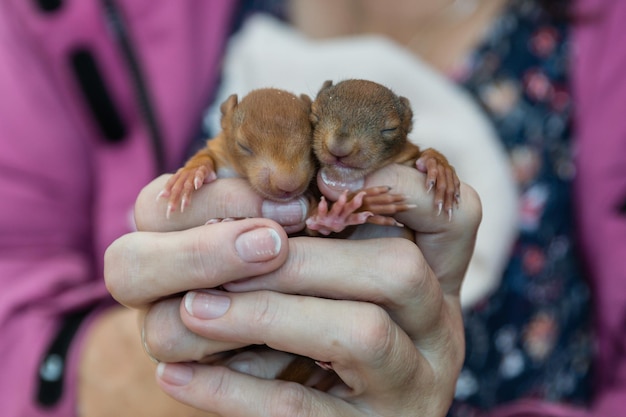 Foto sezione centrale di una donna che tiene in braccio dei piccoli scoiattoli