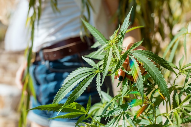 Photo midsection of woman holding cannabis plant outdoors