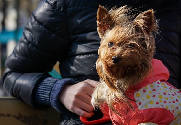 midsection of woman holding dog