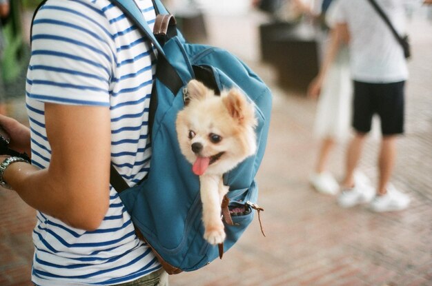 Photo midsection of woman holding dog