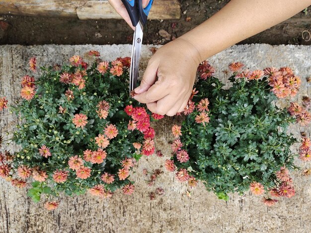 植物に花を飾っている女性の真ん中