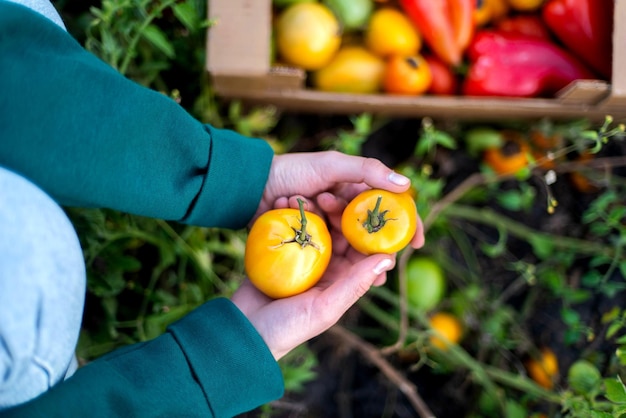 Photo midsection of woman holding fruit