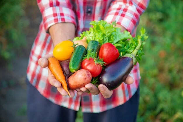 Foto sezione centrale di una donna che tiene dei frutti