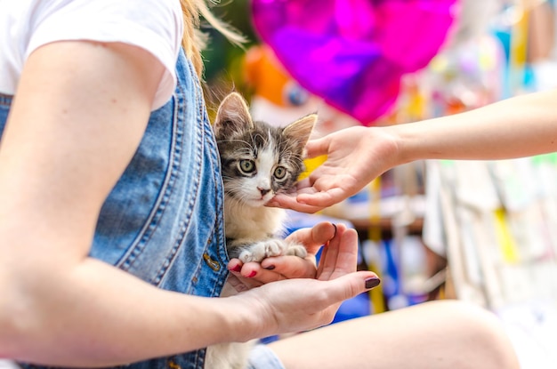 Foto sezione centrale di una donna che tiene un gattino